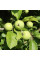 Apple tree seeds