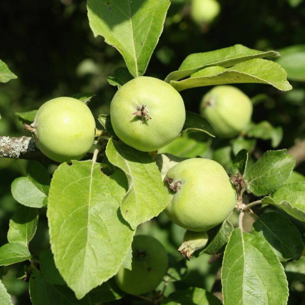 Apple tree seeds