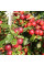 Apple tree seeds