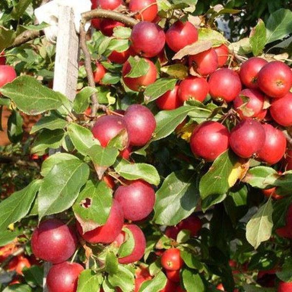 Apple tree seeds