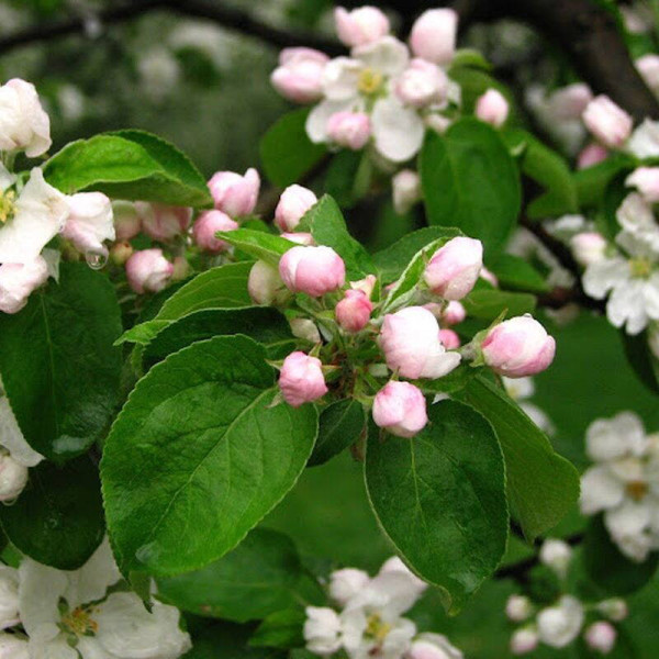 Apple tree seeds