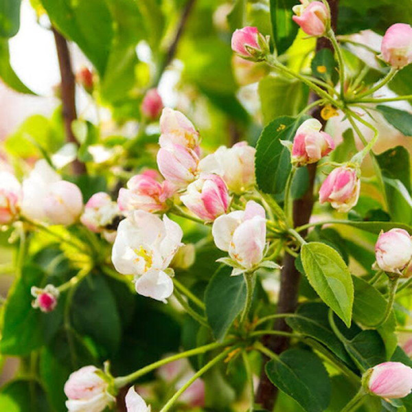 Apple tree seeds