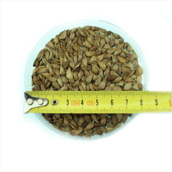 Apple tree seeds