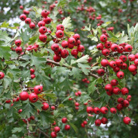 One-seed hawthorn seeds