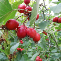 Scarlet hawthorn seeds