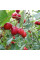 Scarlet hawthorn seeds