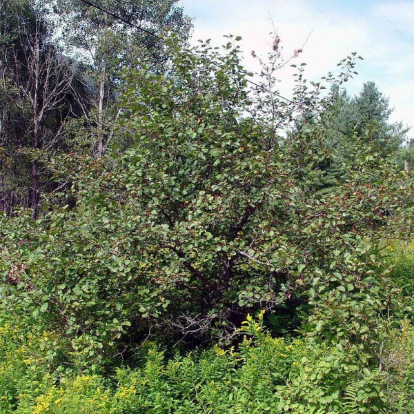 Scarlet hawthorn seeds