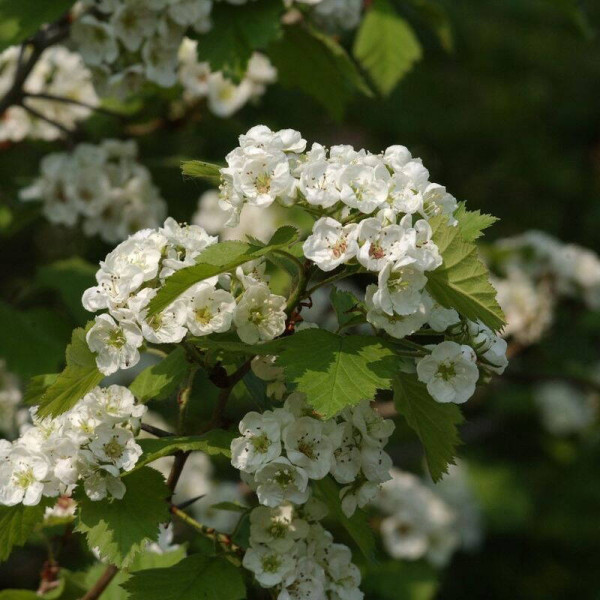 Scarlet hawthorn seeds