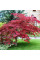 Palm maple seeds «Atropurpureum»