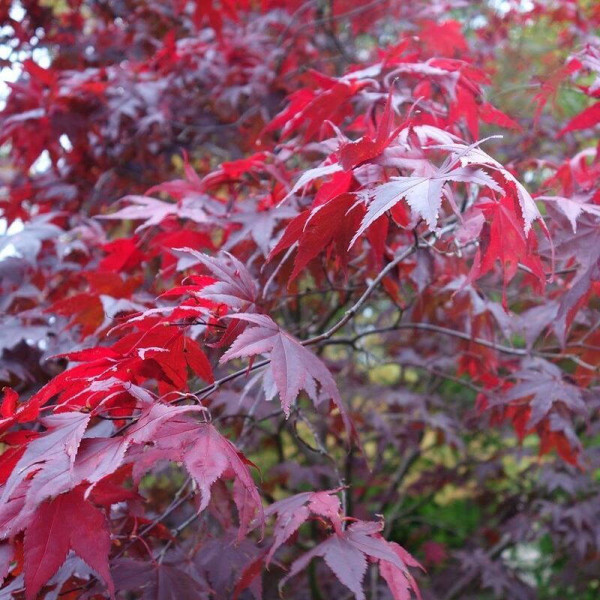 Palm maple seeds «Atropurpureum»