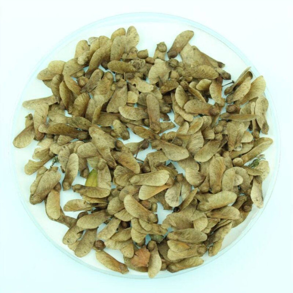 Palm maple seeds «Atropurpureum»