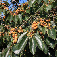 Caucasian persimmon seeds