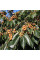 Caucasian persimmon seeds