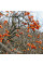 Caucasian persimmon seeds