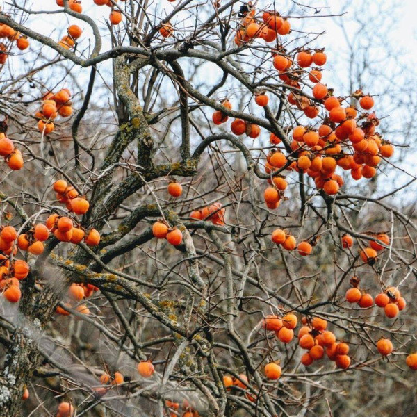 Caucasian persimmon seeds