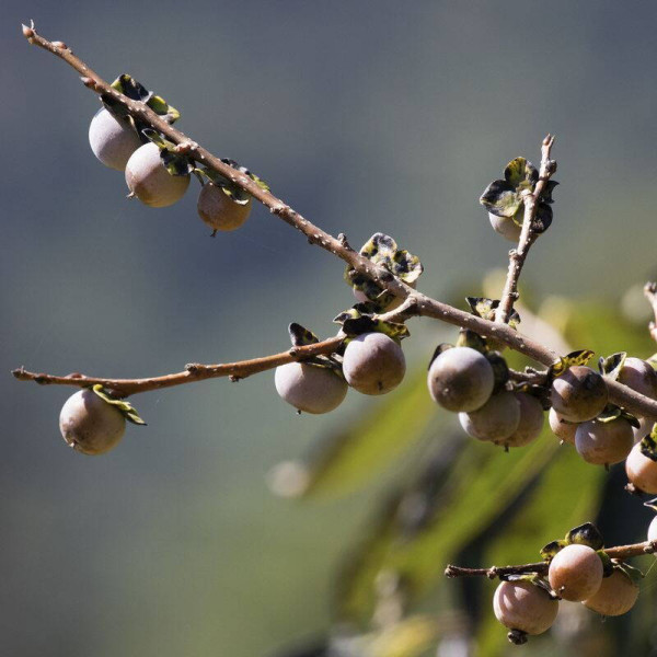 Caucasian persimmon seeds