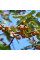 Caucasian persimmon seeds