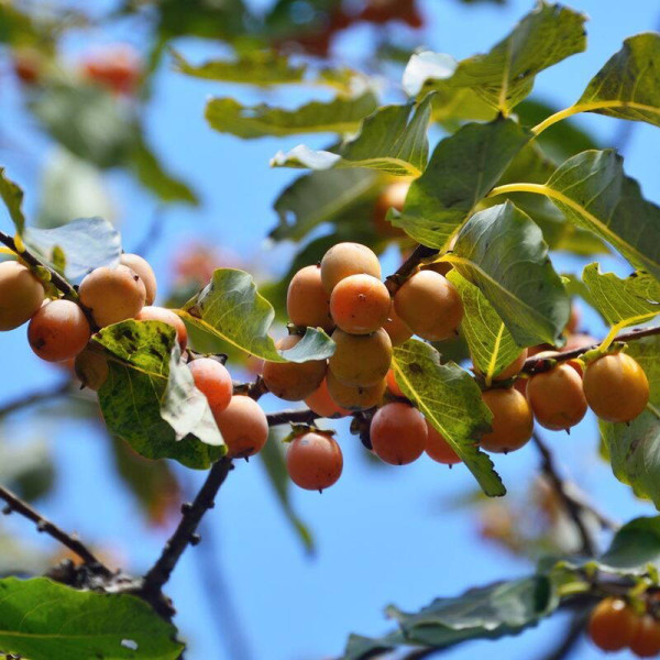 Caucasian persimmon seeds