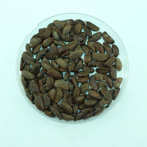 Caucasian persimmon seeds