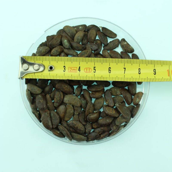 Caucasian persimmon seeds