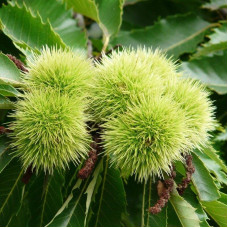 Sweet chestnut seeds