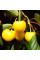 Sweet cherry seeds «Zhurba»