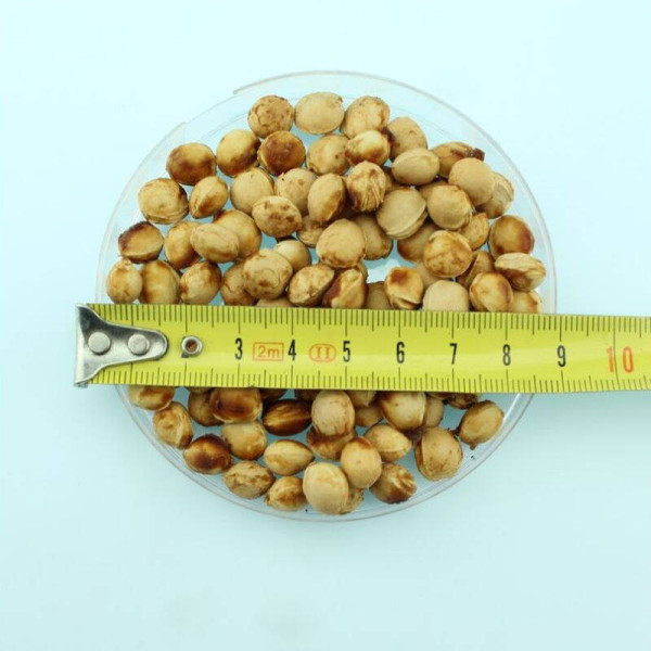Sweet cherry seeds «Zhurba»