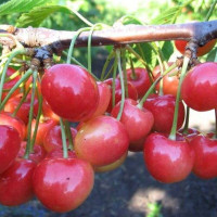 Sweet cherry seeds «Donchanka»