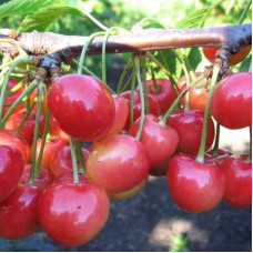 Sweet cherry seeds «Donchanka»