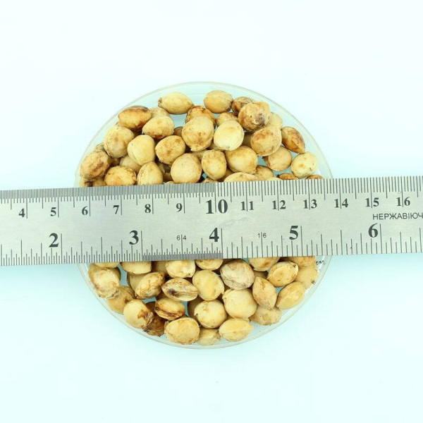 Sweet cherry seeds «Donchanka»