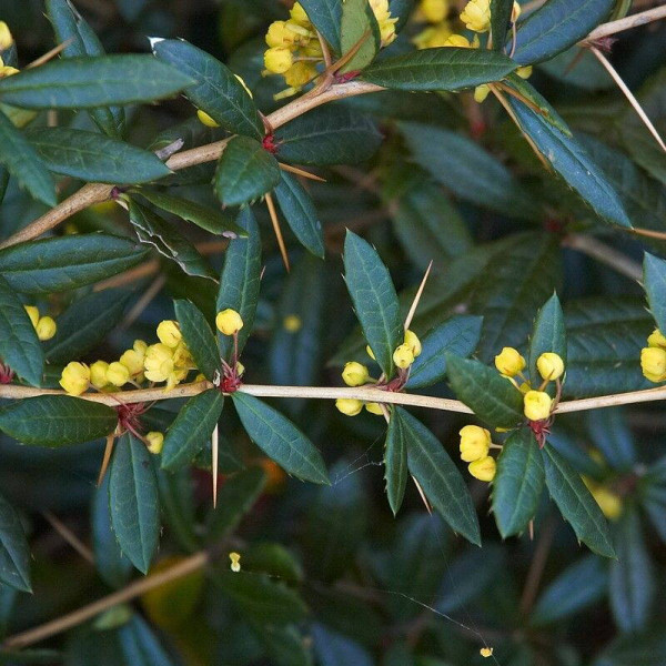 Barberry seeds «Juliana»
