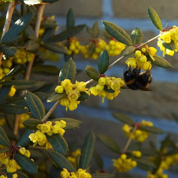 Barberry seeds «Juliana»