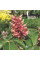 Pavia horse chestnut seeds