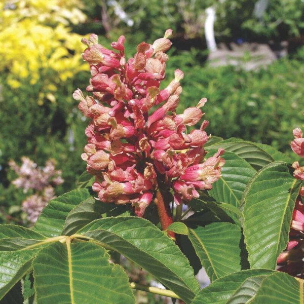 Pavia horse chestnut seeds
