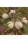 Pavia horse chestnut seeds