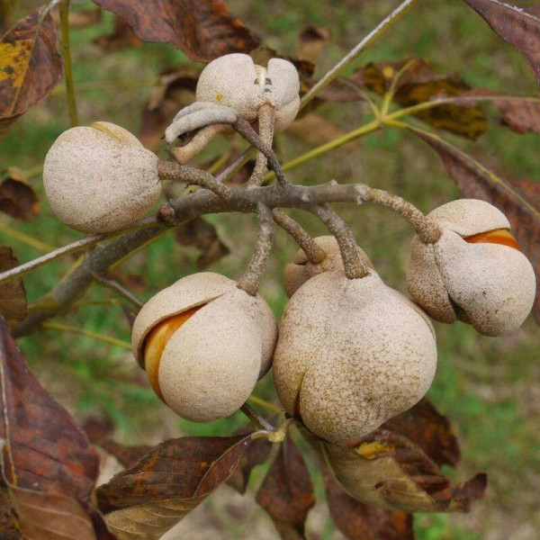 Pavia horse chestnut seeds