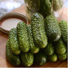 Cucumber seeds «Pogrebok» F1