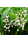 Lily of the valley seeds