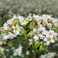 Buckwheat seeds