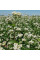 Buckwheat seeds