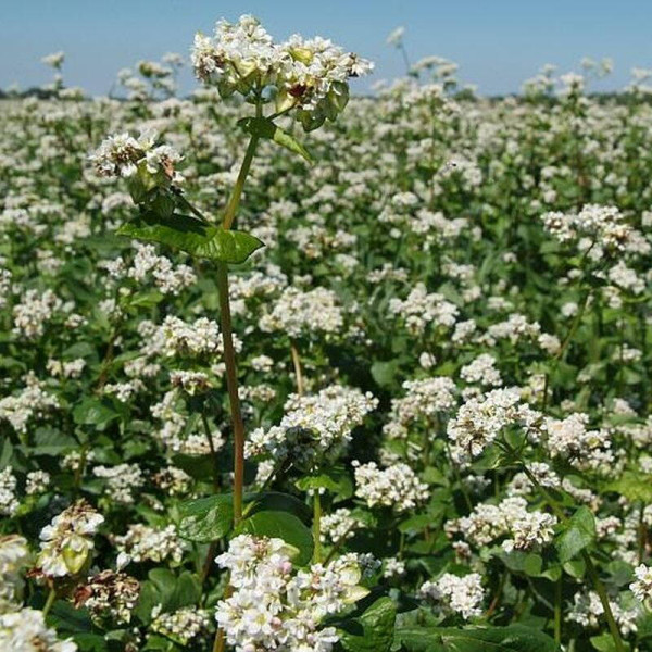 Buckwheat seeds