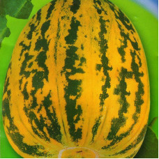 Семена дыни «Конфетка»
