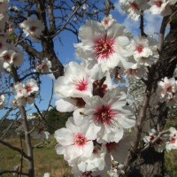 Almond seeds