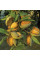 Almond seeds