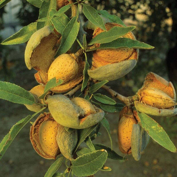 Almond seeds