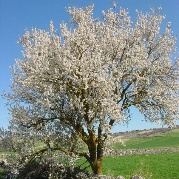 Almond seeds
