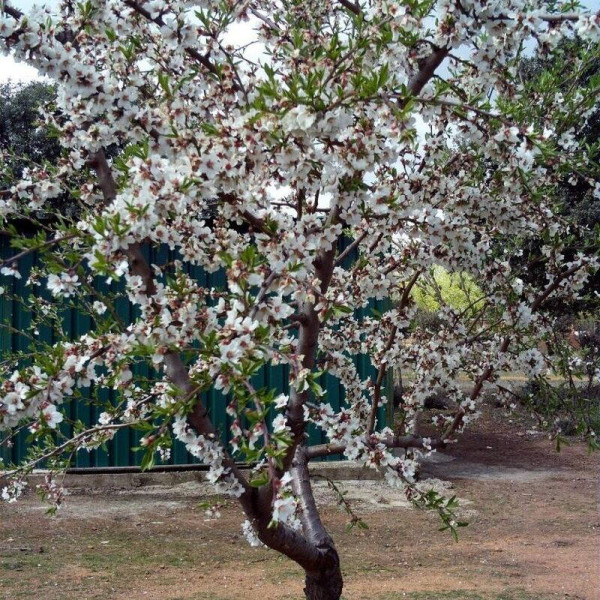 Almond seeds