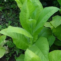 Tobacco seeds «Virginia»