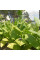 Tobacco seeds «Khersonsky-7»