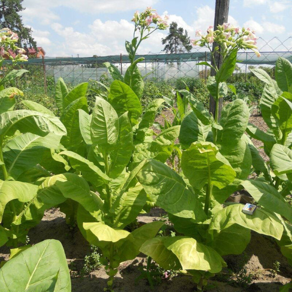 Tobacco seeds «Khersonsky-7»